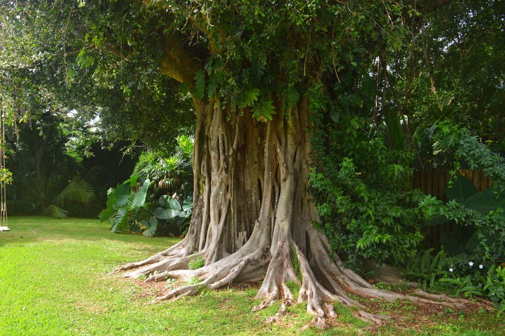 Banyan Tree B&B Retreat Makawao Extérieur photo